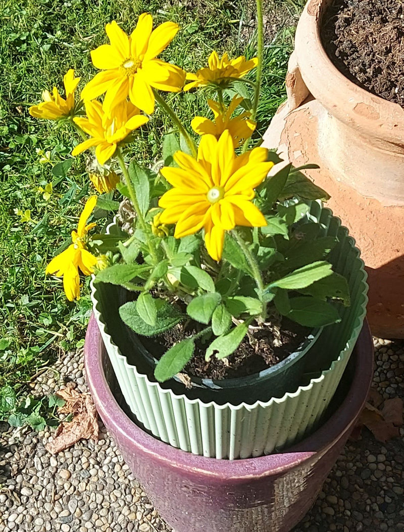 Das Bild zeigt ein blühendes Husarenknöpfchen mit gelben Blüten in einem Blumentopf. Die Pflanze steht in einem Übertopf auf einem kiesigen Untergrund.