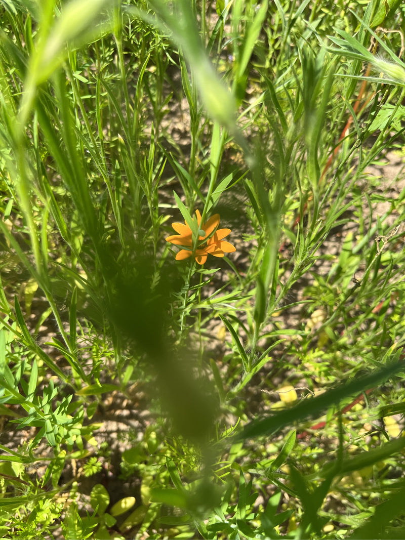 Zu sehen ist eine einzelne gelbe Blüte des Husarenknöpfchens, die von grünem Gras und Pflanzen umgeben ist. Die Aufnahme erfolgt aus der Nahperspektive inmit...