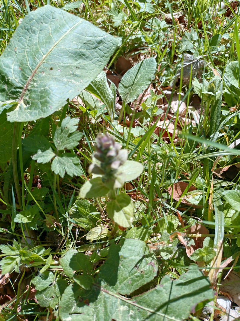 Zu sehen ist eine kleine Pflanze des Kriechenden Günsels mitten auf einer Wiese im Gras. Der blühende Spross steht zentral zwischen verschiedenen anderen Blä...