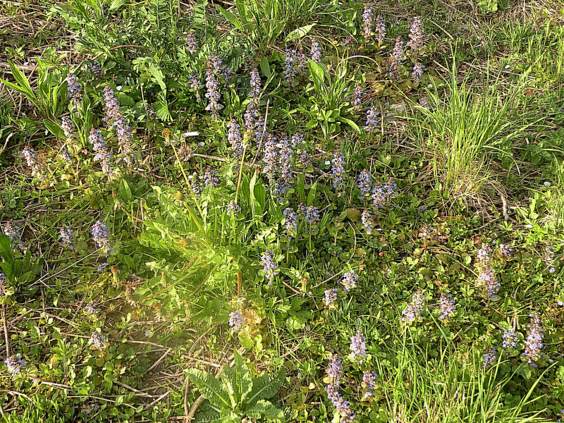 Auf dem Bild ist eine Gruppe blühender Kriechender Günsel (Ajuga reptans) auf einer Wiese zu sehen. Die blauen Blütenstände stehen gut sichtbar zwischen Gras...