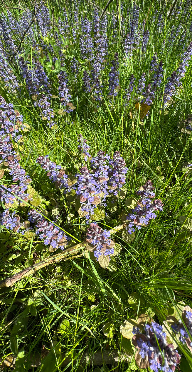 Auf der Aufnahme ist ein dichter Bestand des Kriechenden Günzels mit blauen Blüten in einer Wiese zu sehen. Die Pflanzen stehen zwischen grünem Gras.