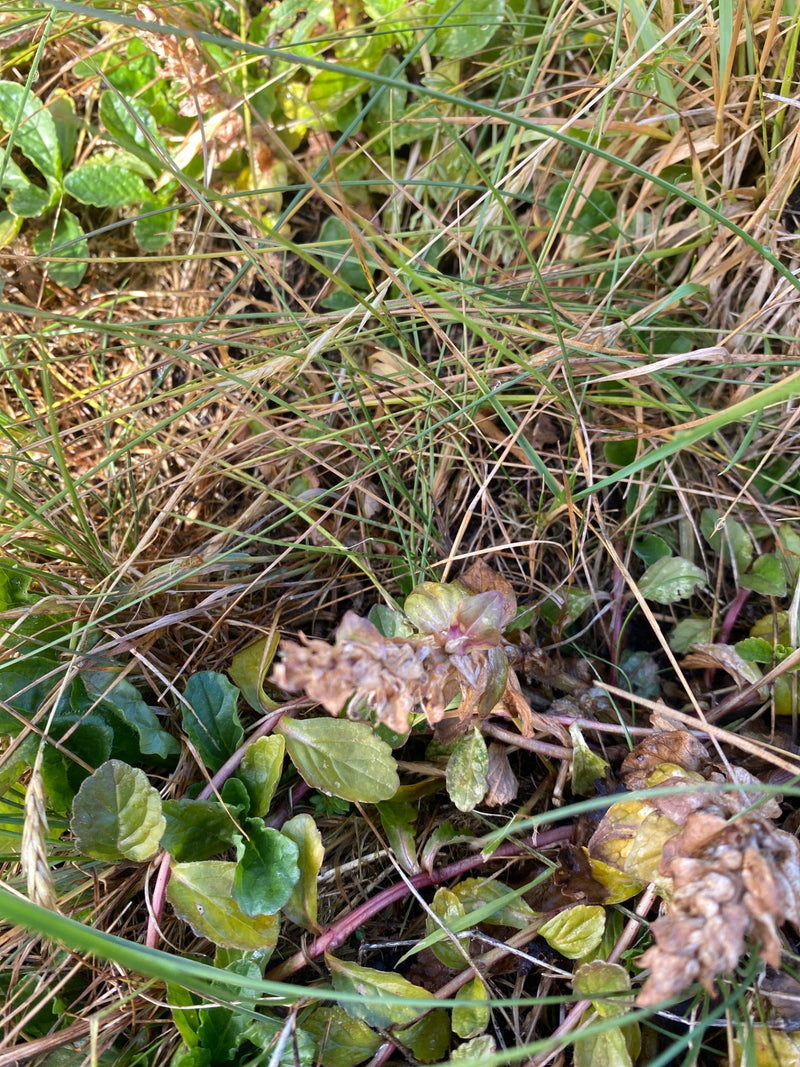 Zu sehen ist der Kriechender Günsel mit seinen typischen, grundständigen Blättern und verwelkten Blütenständen inmitten von Gras.