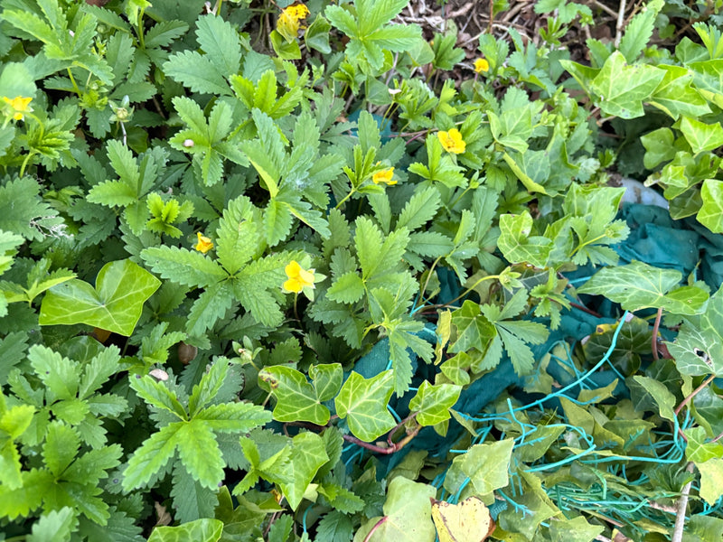 Das Foto zeigt kriechendes Fingerkraut mit gelben Blüten und typisch gefingerten Blättern auf dem Boden. Die Pflanze wächst in einer dichten Vegetation.