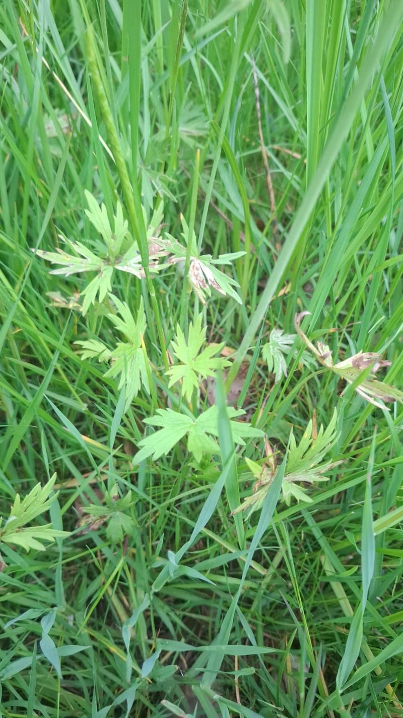 Zu sehen sind die charakteristischen, gefingerten Blätter des Kriechenden Fingerkrauts, die zwischen Gräsern auf einer Wiese wachsen. Die Aufnahme zeigt die ...