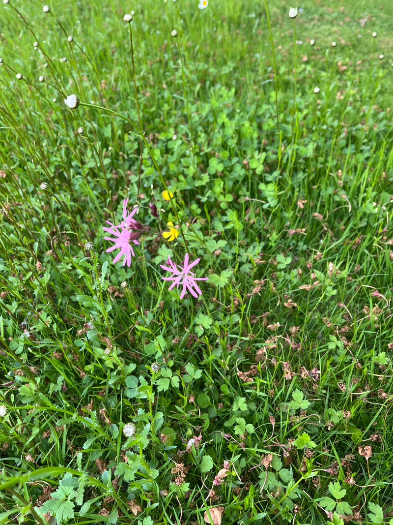 Auf der Wiese blüht eine Kuckucks-Lichtnelke mit charakteristischen, tief geschlitzten rosa Blütenblättern. Die Pflanze steht inmitten von Gras und anderen W...