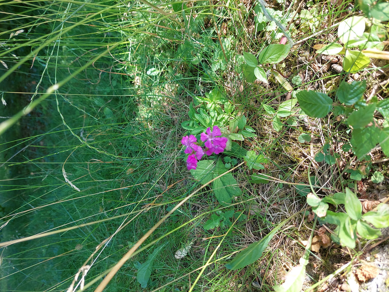 Zu sehen ist eine Kuckucks-Lichtnelke mit charakteristischen rosa Blüten, die inmitten von hohem Gras wächst. Die Aufnahme zeigt die Pflanze von oben in ihre...
