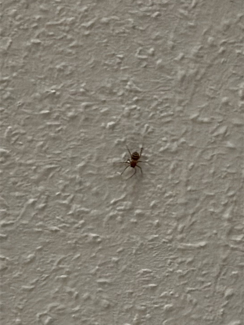 Kugelspinnen (Theridiidae) sind eine artenreiche Familie, die oft in Gebäuden vorkommt. Sie bauen unregelmäßige Raumnetze und sind für den Menschen völlig ha...