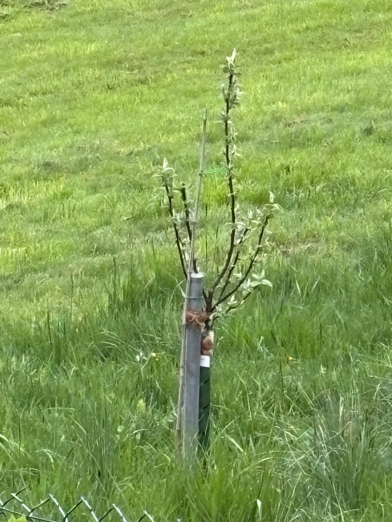 Apfelbaum — Bild 4