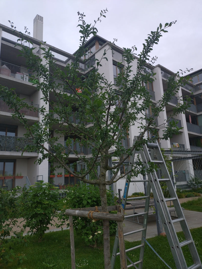 Apfelbaum — Bild 2