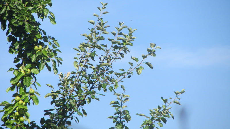 Apfelbaum — Bild 5