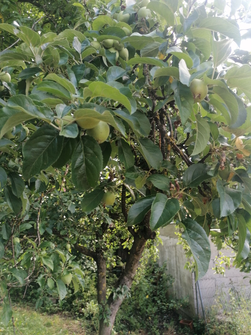 Apfelbaum — Bild 1