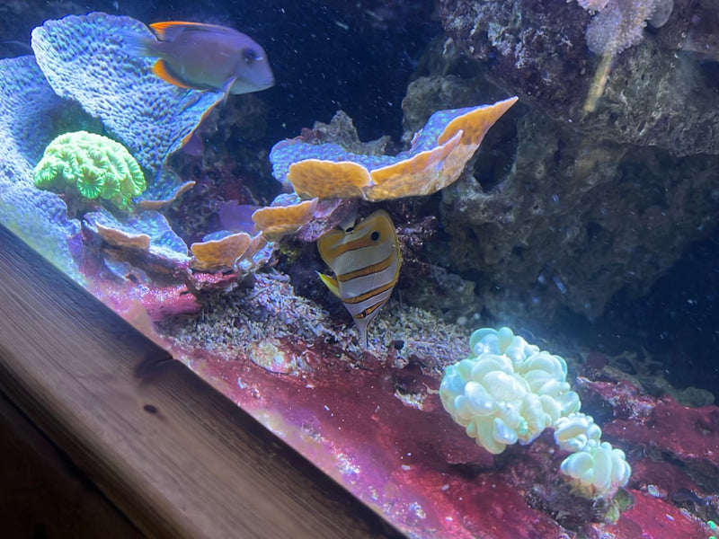 Kupferstreifen-Pinzettfisch — Bild 2 von 2