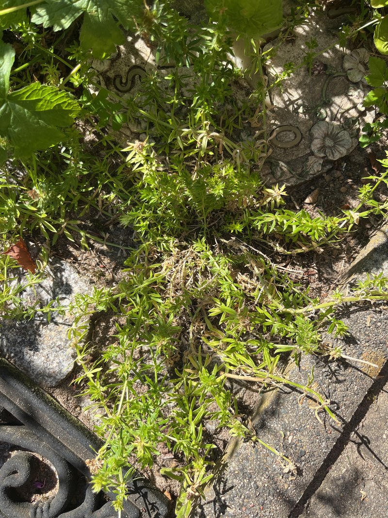Labkraut — Bild 2 von 2