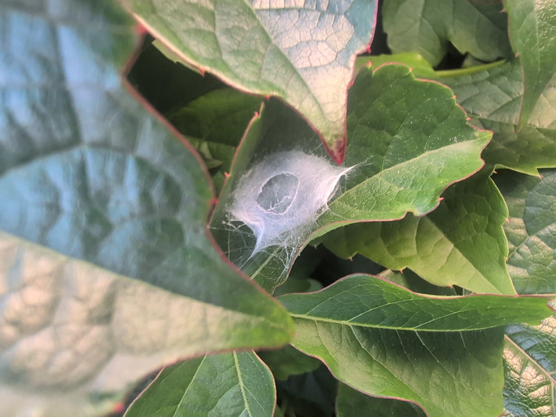 Labyrinthspinne — Bild 3 von 13