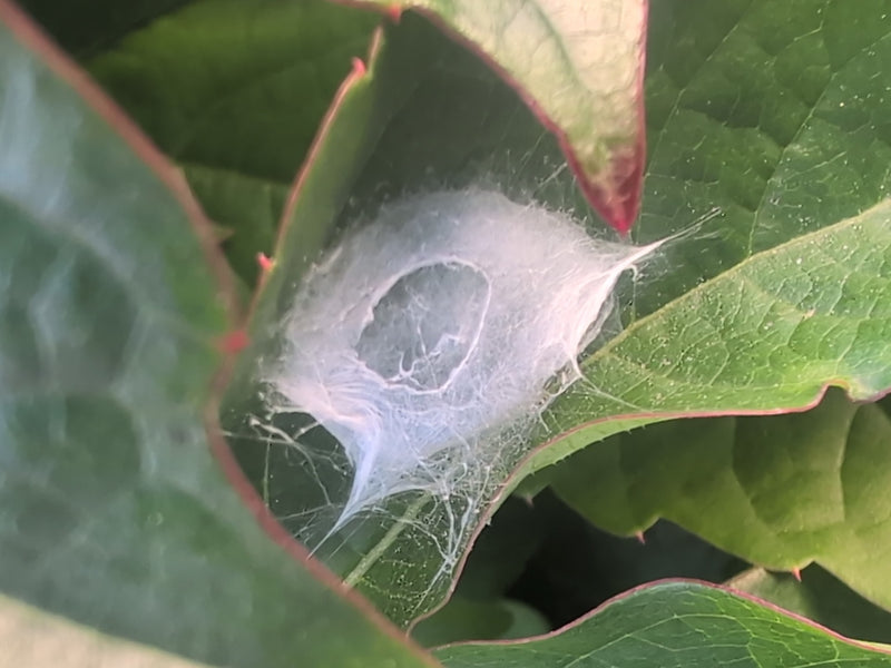 Labyrinthspinne — Bild 4 von 13