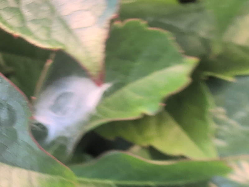 Labyrinthspinne — Bild 5 von 13