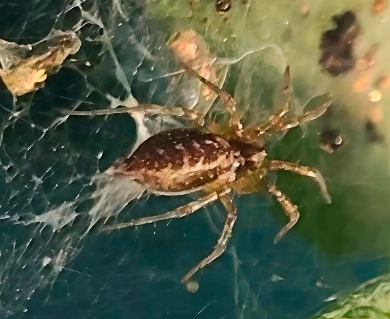 Labyrinthspinne — Bild 2 von 13