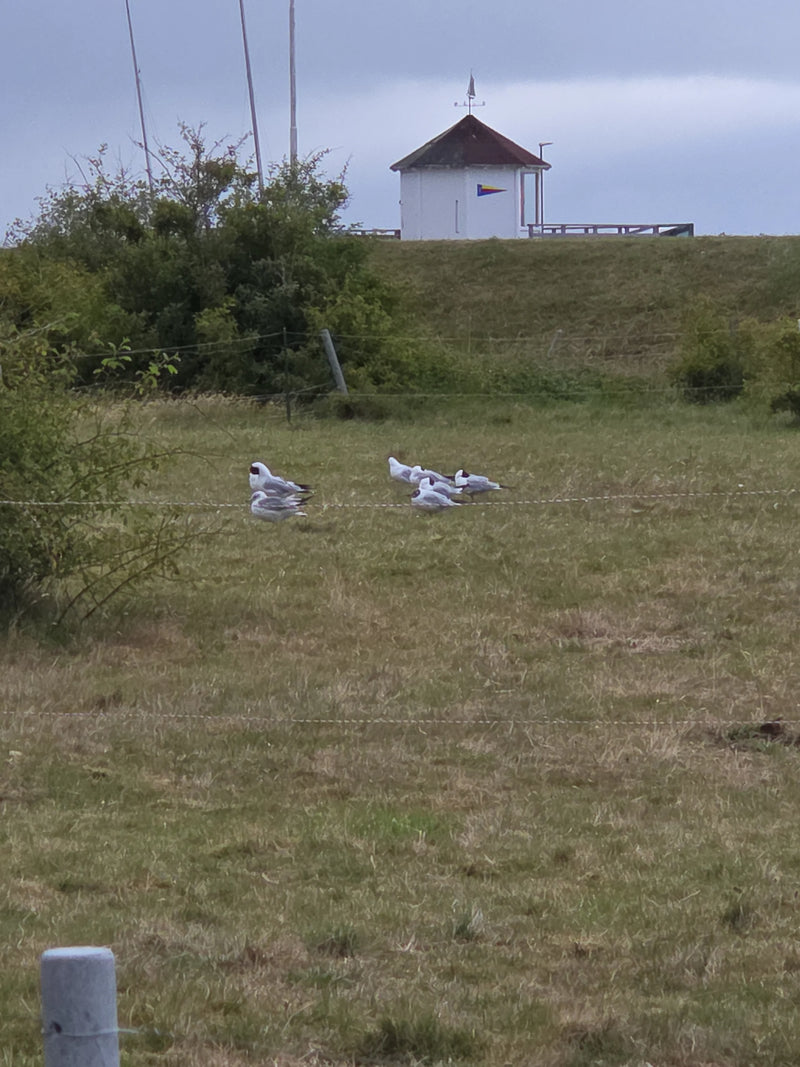 Mehrere Lachmöwen stehen im Gras auf einer Wiese vor einem Deich mit einem kleinen Gebäude im Hintergrund.