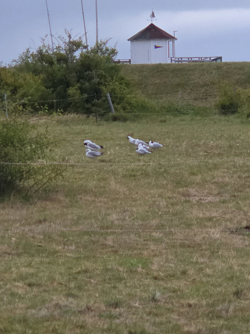 Mehrere Lachmöwen stehen zusammen auf einer grünen Wiese im Gras. Im Hintergrund ist ein Deich mit einem kleinen Gebäude zu sehen.
