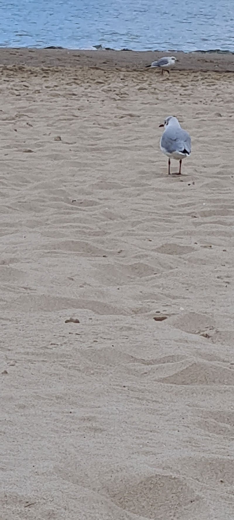 Eine Lachmöwe steht auf einem sandigen Strand nahe am Wasser, während im Hintergrund eine weitere Möwe zu sehen ist.