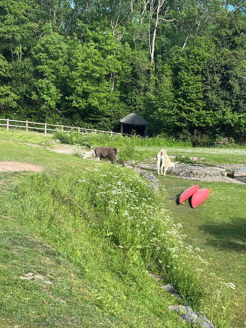Lama — Bild 3 von 16