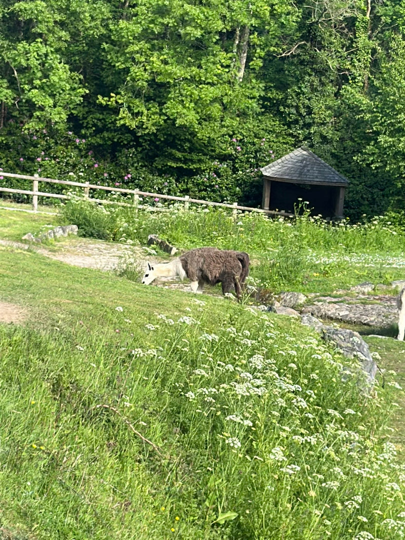 Lama — Bild 1 von 16