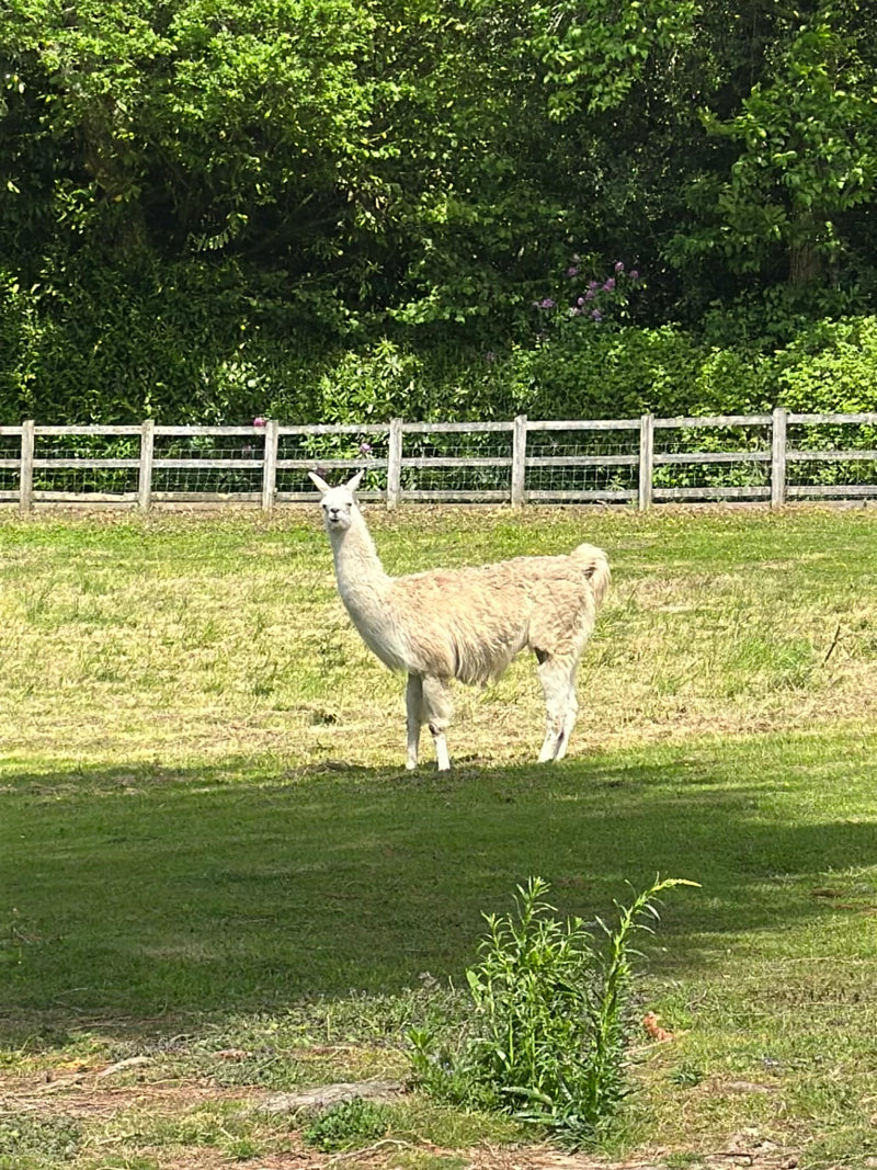Lama — Bild 2 von 16