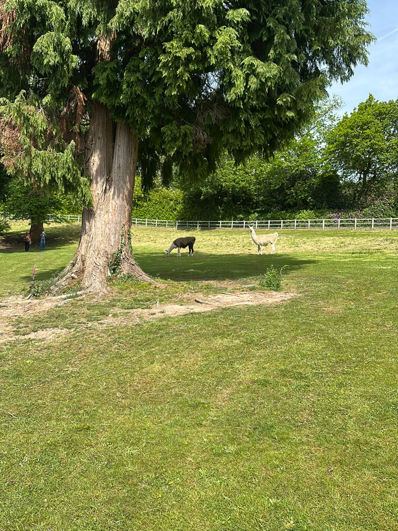Lama — Bild 5 von 16