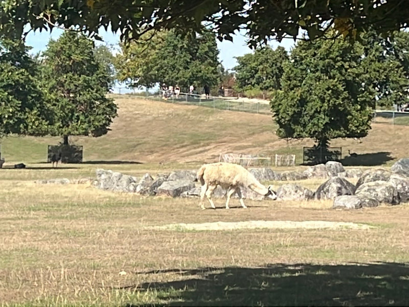 Lama — Bild 4 von 16