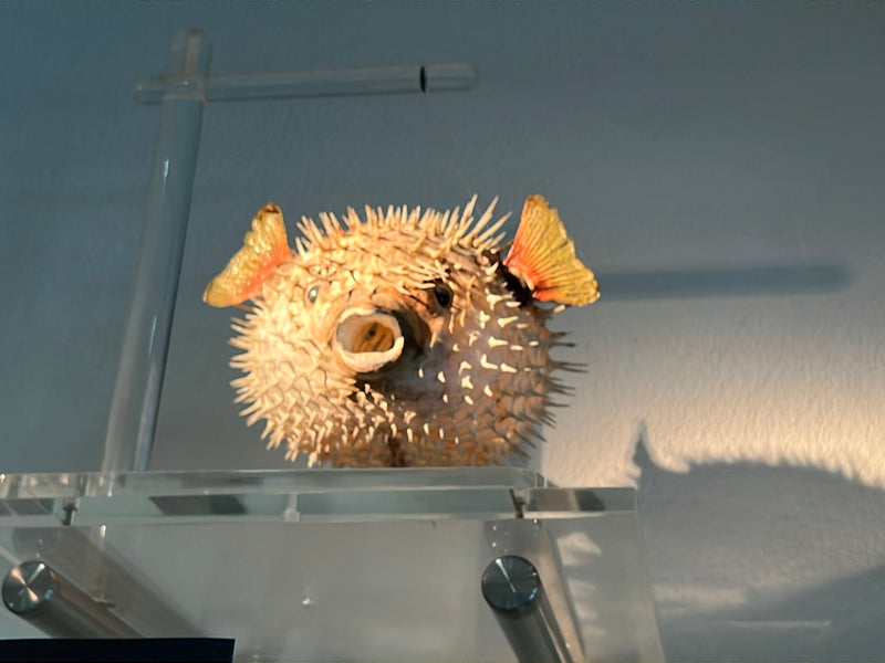 Zu sehen ist ein präparierter Langstachel-Igelfisch mit auffälligen Stacheln, der auf einer transparenten Glasplatte in einem Innenraum platziert ist.