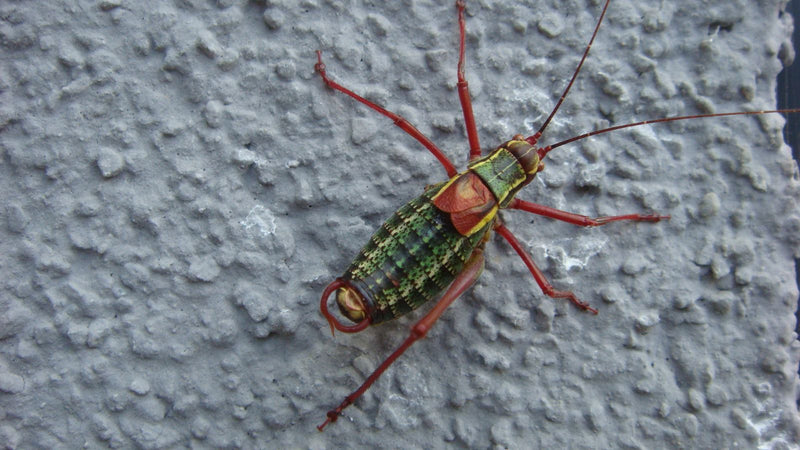 Eine männliche Laubholz-Säbelschrecke sitzt in Aufsicht auf einer rauen, grauen Wand.