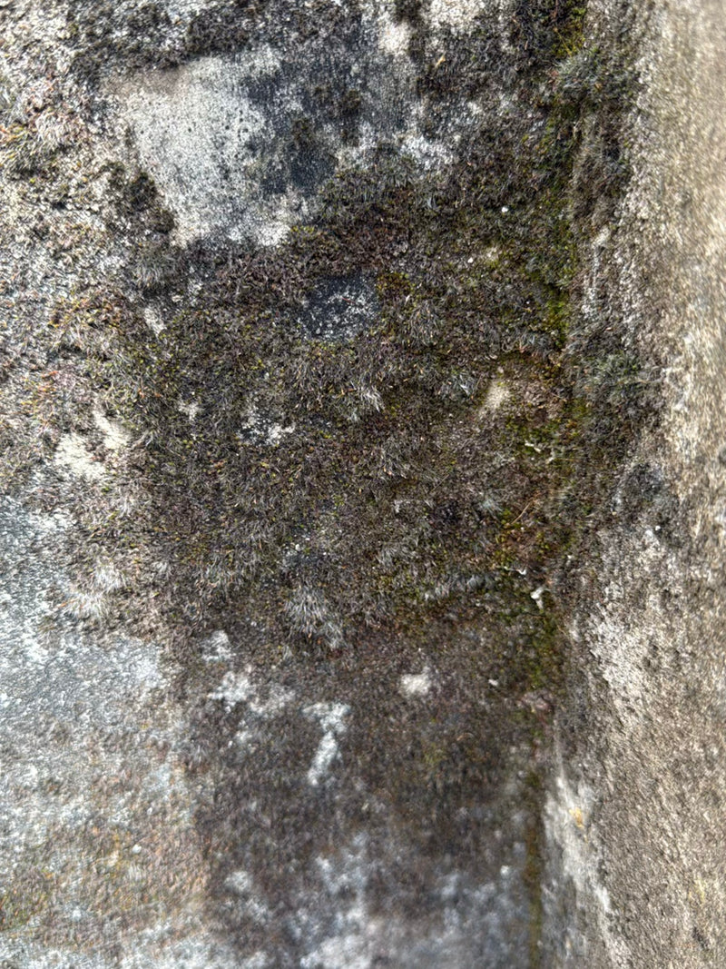 Ein dunkler, filziger Bewuchs auf einer Mauer, der aus ausgetrockneten Moospflänzchen besteht. Moose an solchen Standorten sind extrem trockenheitsresistent ...