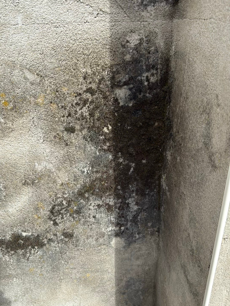 Ein dunkler, filziger Bewuchs auf einer Mauer, der aus ausgetrockneten Moospflänzchen besteht. Moose an solchen Standorten sind extrem trockenheitsresistent ...