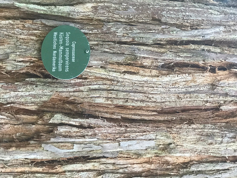 Nahaufnahme der faserigen Rinde eines Küsten-Mammutbaums mit einem grünen botanischen Bestimmungsschild.