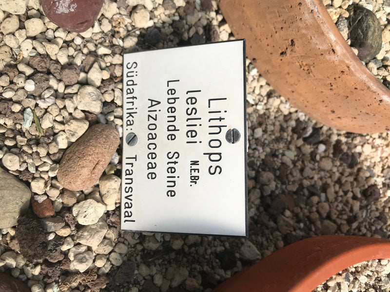 Lebende Steine (Lithops lesliei) — Bild 1 von 2