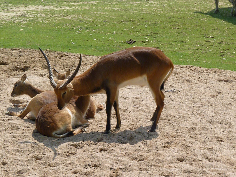 Ein männliches Lechwe steht mit geschwungenen Hörnern im Sand, während zwei weitere Tiere daneben ruhen.