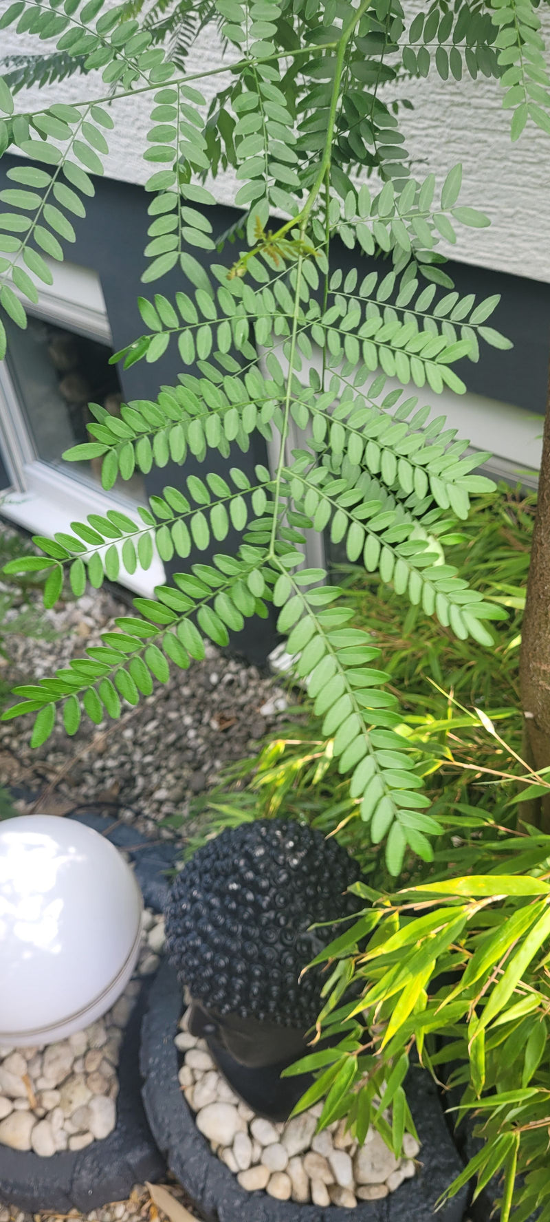 Zu sehen sind die fein gefiederten, grünen Blätter der Gold-Gleditschie vor einer Hauswand und Gartenumgebung. Die charakteristische Blattstruktur ist deutli...