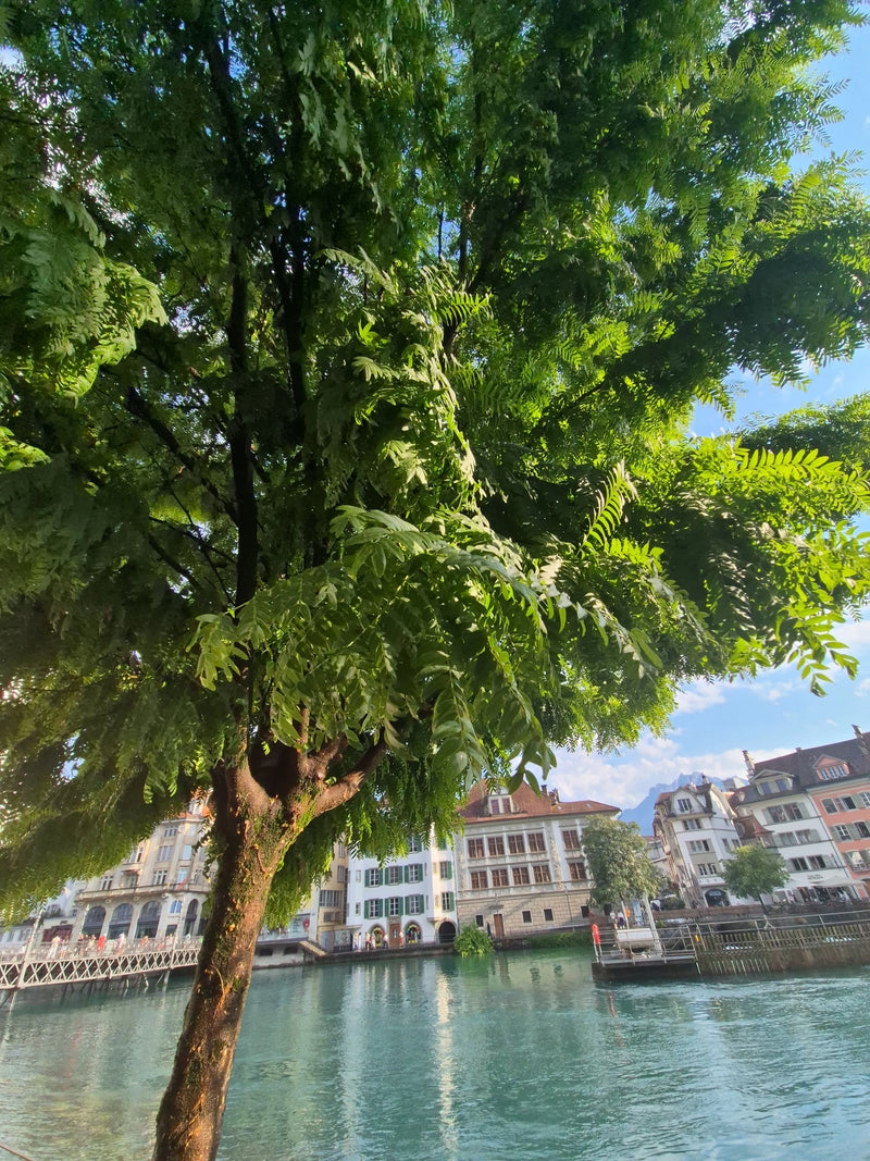 Zu sehen ist eine ausgewachsene Gold-Gleditschie mit üppigem Laub, die an einer städtischen Uferpromenade direkt am Wasser steht.