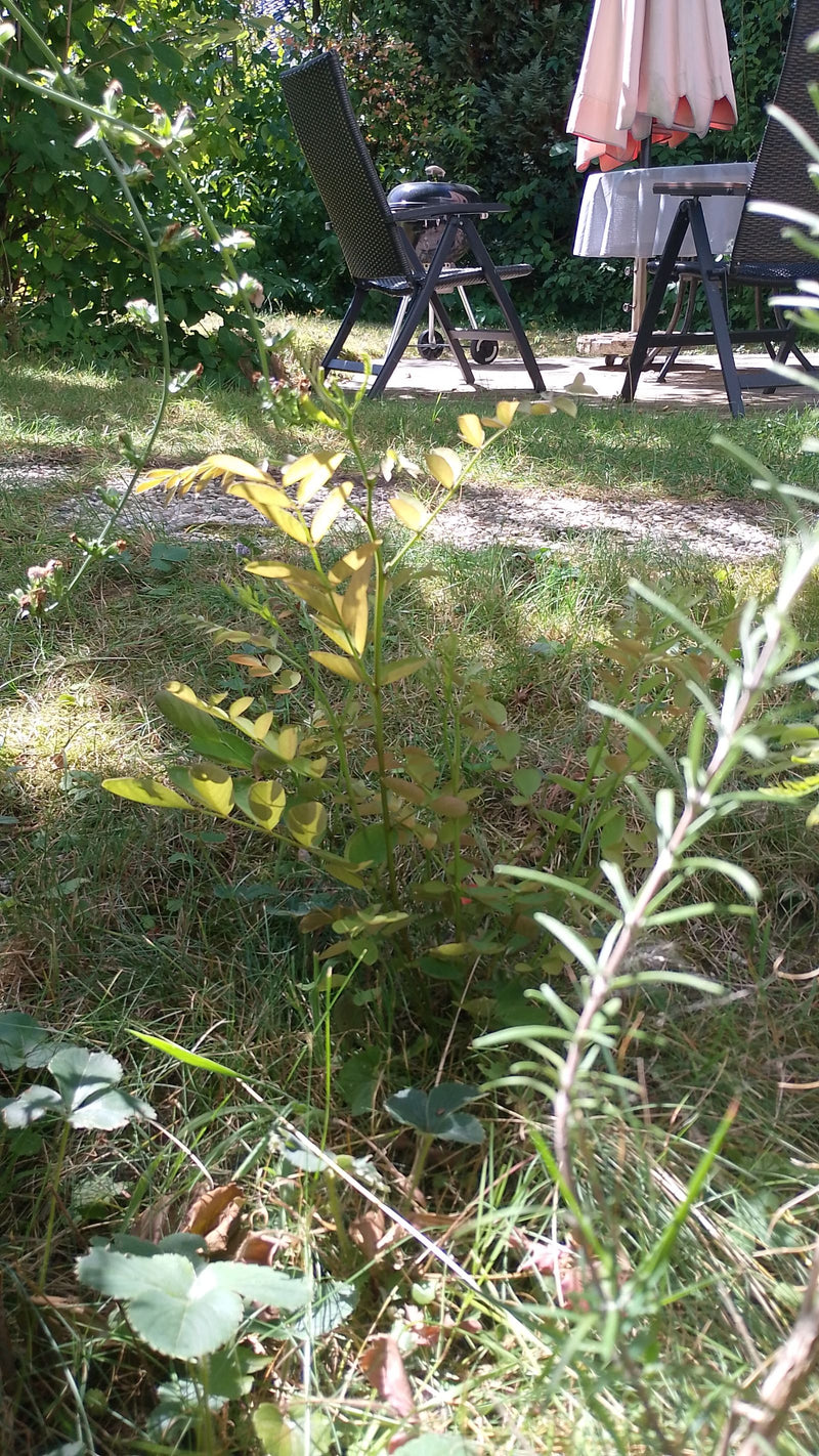 Zu sehen ist ein kleiner, junger Baum der Gold-Gleditschie mit hellen, gefiederten Blättern. Er steht auf einer Rasenfläche in einem Garten.