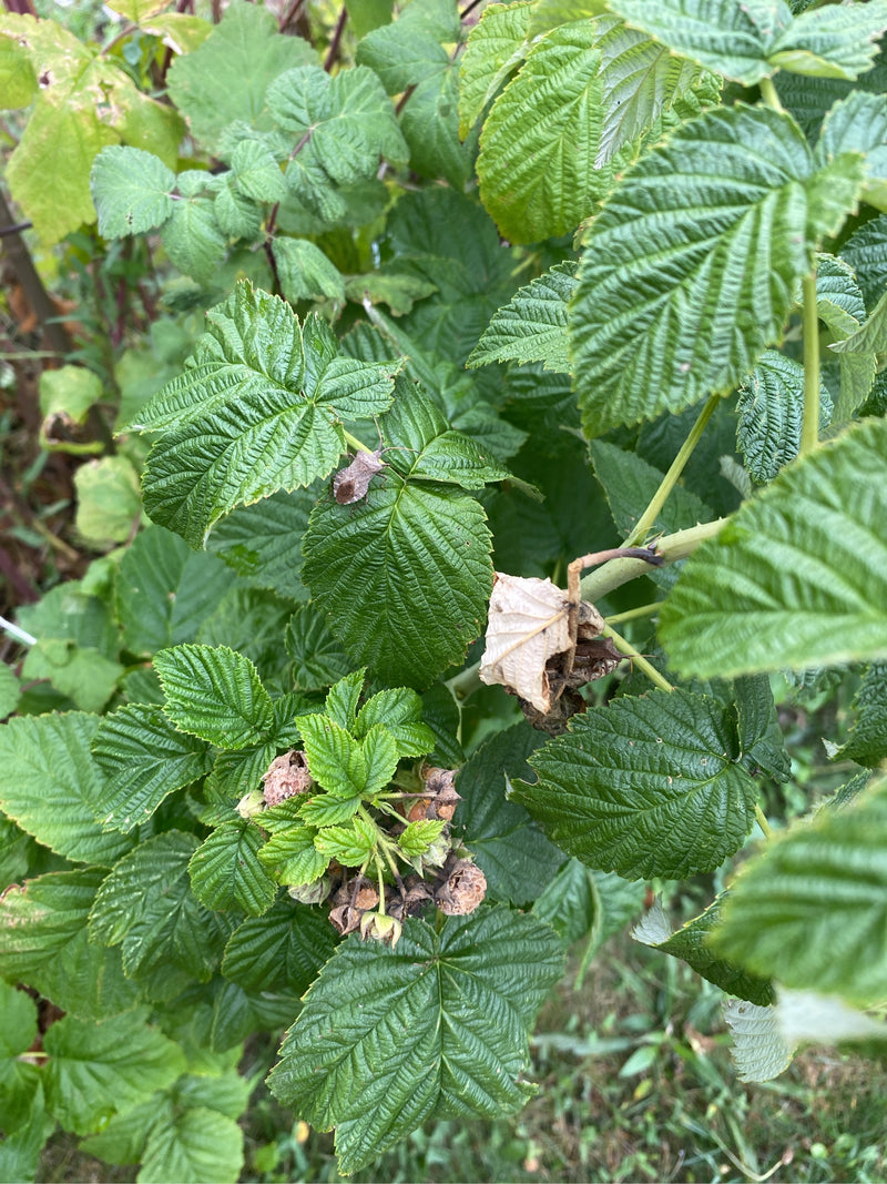 Lederwanze — Bild 4 von 29
