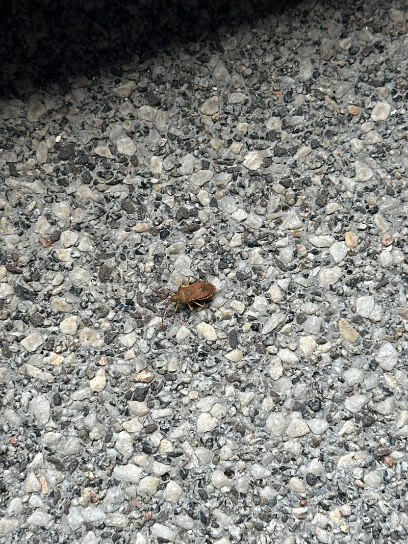 Lederwanze — Bild 1 von 29