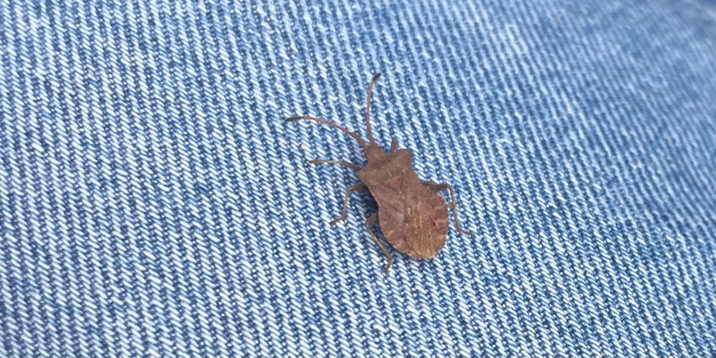 Eine adulte Lederwanze sitzt in der Aufsicht auf blauem Jeansstoff.