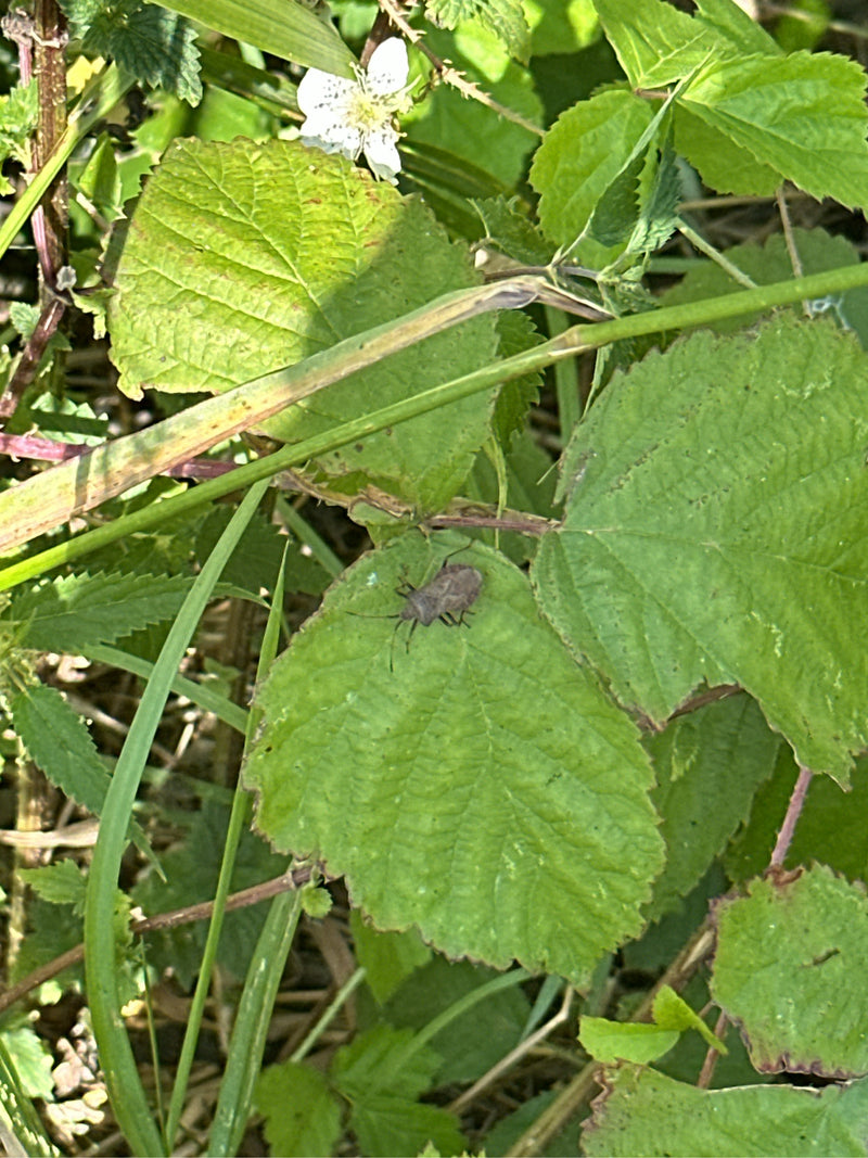 Lederwanze — Bild 3 von 29