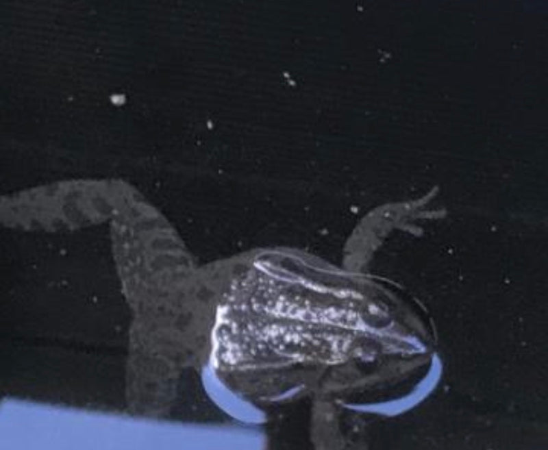 Ein Leopardfrosch schwimmt an der Wasseroberfläche und zeigt seinen gefleckten Rücken. Das Bild zeigt das Tier von oben im Wasser.