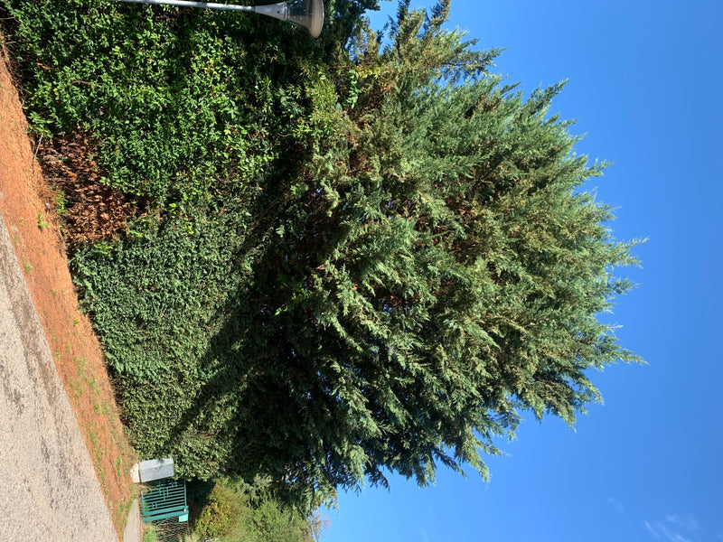 Zu sehen ist eine grosse Leyland-Zypresse im Freien. Der Baum steht an einem Wegrand vor klarem blauem Himmel.