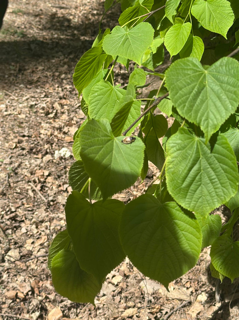 Auf einem grünen Lindenblatt sitzt eine kleine Lindenwanze. Im Hintergrund ist Waldboden zu erkennen.