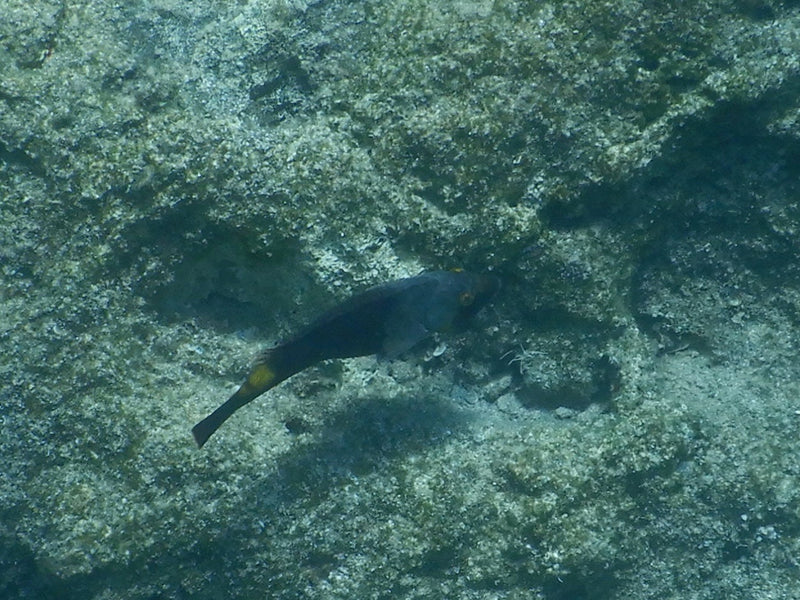 Lippfisch (Gattung Symphodus) — Bild 1 von 1