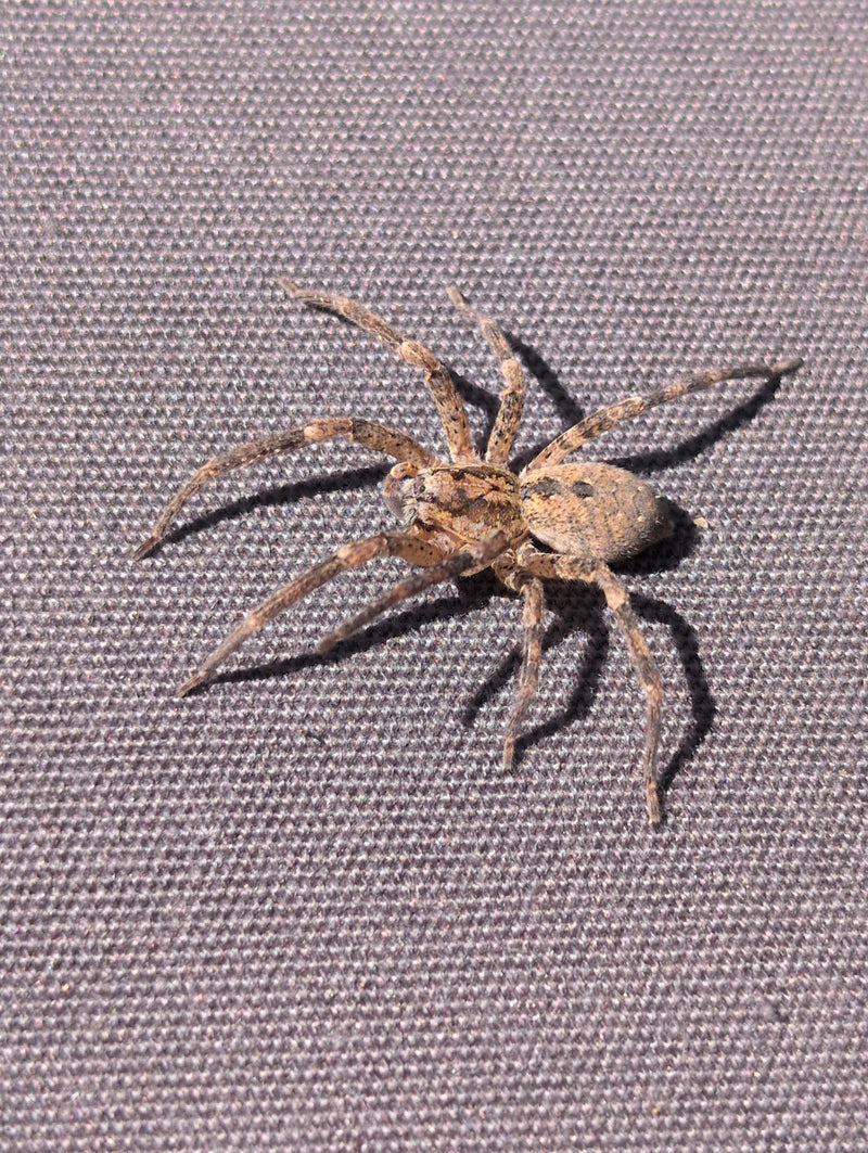 Eine braune Listspinne sitzt auf einer gemusterten Stoffoberfläche. Sie verharrt ruhig in aufrechter Haltung.