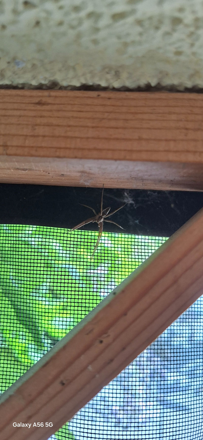 Eine Listspinne sitzt an einem Holzrahmen vor einem grünen Insektenschutzgitter. Die Spinne ist in einer seitlichen Perspektive gut zu erkennen.