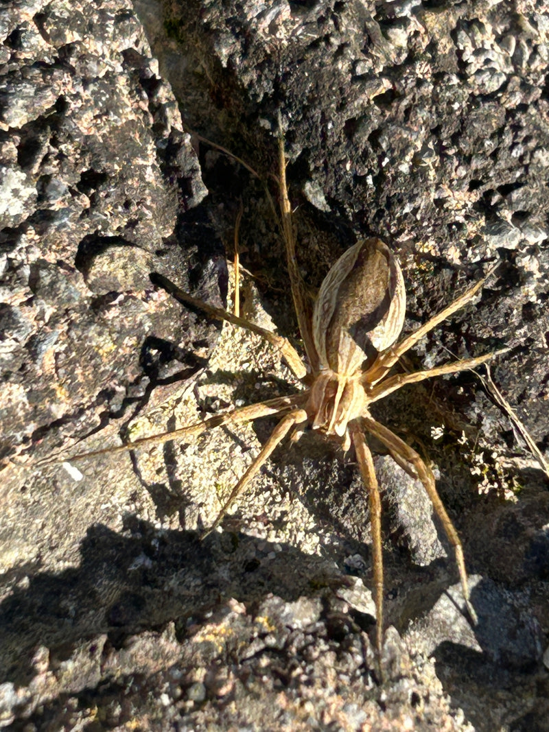 Eine Listspinne sitzt von oben fotografiert auf einem strukturierten Steinuntergrund. Ihre typische Zeichnung und die langen Beine sind gut zu erkennen.